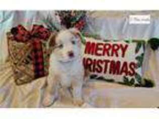 Miniature Australian Shepherd Puppy for sale in Topeka, KS, USA