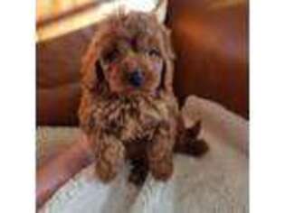 Cavapoo Puppy for sale in San Francisco, CA, USA