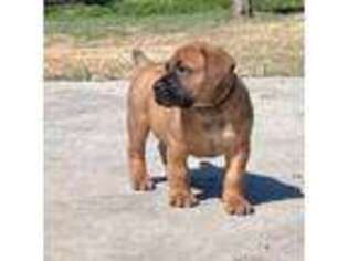 Boerboel Puppy for sale in Wills Point, TX, USA