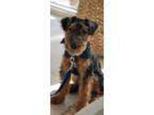 Welsh Terrier Puppy for sale in Miami, FL, USA