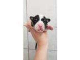 Cardigan Welsh Corgi Puppy for sale in Richland, WA, USA
