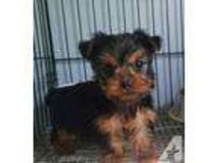Yorkshire Terrier Puppy for sale in ZEBULON, NC, USA