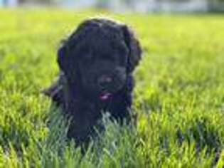 Goldendoodle Puppy for sale in Hyrum, UT, USA