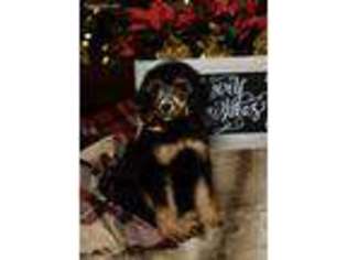Mutt Puppy for sale in Ocoee, TN, USA