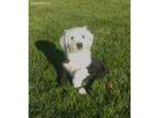 Old English Sheepdog Puppy for sale in Honeyville, UT, USA
