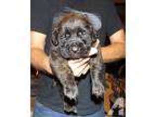 Mastiff Puppy for sale in KINGMAN, AZ, USA