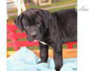 Medium Photo #1 Mutt Puppy For Sale in Harrisburg, PA, USA