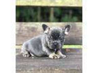 French Bulldog Puppy for sale in Gloster, MS, USA