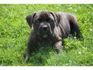 Boerboel Puppy for sale in Dundee, OH, USA