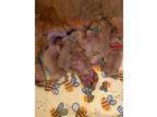 Golden Retriever Puppy for sale in Claremore, OK, USA