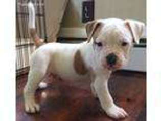 American Bulldog Puppy for sale in Rochester, NH, USA