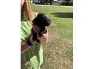 Boykin Spaniel Puppy for sale in Leesburg, GA, USA
