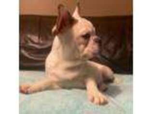 French Bulldog Puppy for sale in Lynnwood, WA, USA