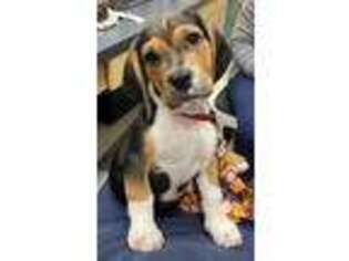 Basset Hound Puppy for sale in Deltona, FL, USA