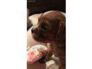 Cavalier King Charles Spaniel Puppy for sale in Fate, TX, USA