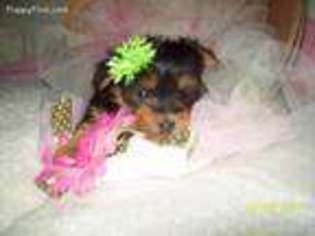 Yorkshire Terrier Puppy for sale in Rutland, SD, USA
