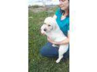Medium Photo #1 Labrador Retriever Puppy For Sale in Polk City, FL, USA