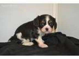 Cavalier King Charles Spaniel Puppy for sale in Fayetteville, AR, USA