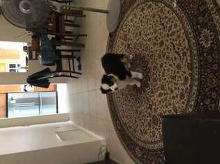 Australian Shepherd Puppy for sale in Las Vegas, NV, USA