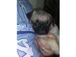 Pug Puppy for sale in Lexington, NC, USA