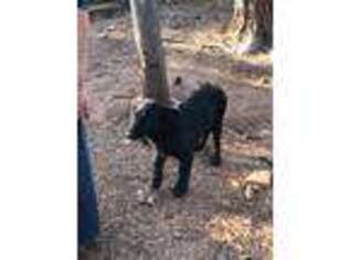 German Shepherd Dog Puppy for sale in Winnsboro, SC, USA