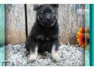 Norwegian Elkhound Puppy for sale in Canton, OH, USA