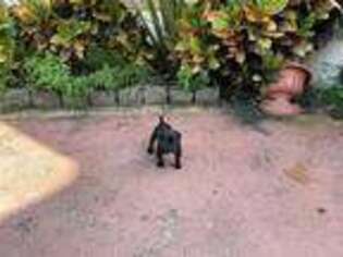 Cane Corso Puppy for sale in Orlando, FL, USA