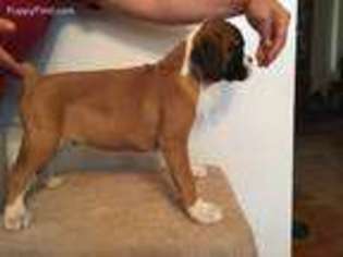 Boxer Puppy for sale in Owosso, MI, USA