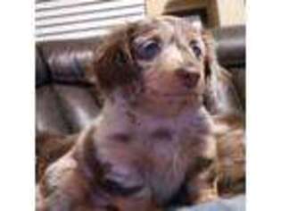 Dachshund Puppy for sale in Fort Thomas, KY, USA