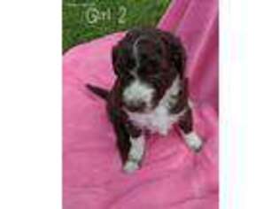 Mutt Puppy for sale in Iron Belt, WI, USA