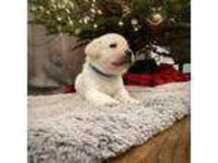 Labrador Retriever Puppy for sale in Elkton, MD, USA