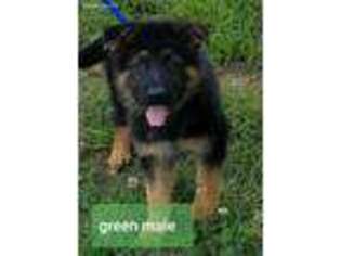 German Shepherd Dog Puppy for sale in Byhalia, MS, USA