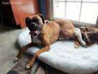 Boxer Puppy for sale in New Holland, PA, USA
