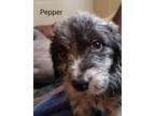 Mutt Puppy for sale in Oakboro, NC, USA