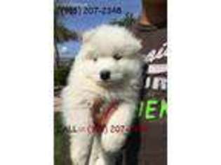 Samoyed Puppy for sale in Atlantic, IA, USA