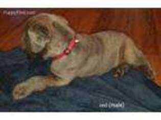 Cane Corso Puppy for sale in Germantown, OH, USA