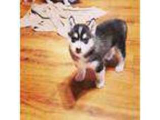 Siberian Husky Puppy for sale in Oxford, WI, USA