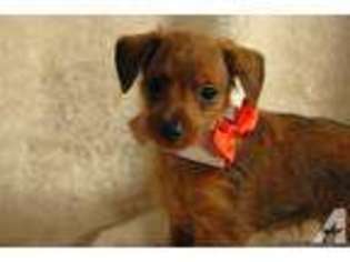 Chihuahua Puppy for sale in GLEN ALLEN, VA, USA