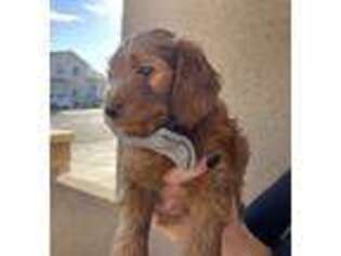 Goldendoodle Puppy for sale in Saint George, UT, USA