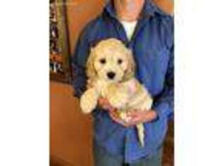 Cavachon Puppy for sale in Seneca, KS, USA