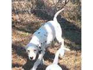 Dalmatian Puppy for sale in Rudy, AR, USA