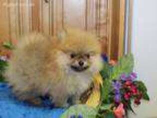 Pomeranian Puppy for sale in Spokane, WA, USA