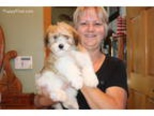 Havanese Puppy for sale in Carleton, MI, USA