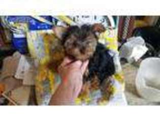 Yorkshire Terrier Puppy for sale in Bernice, LA, USA