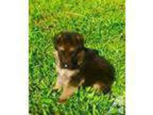 German Shepherd Dog Puppy for sale in OCOEE, FL, USA