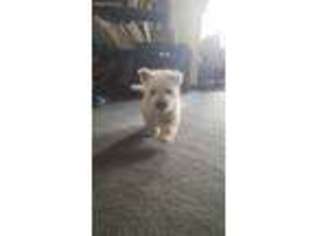 West Highland White Terrier Puppy for sale in Marion, IN, USA