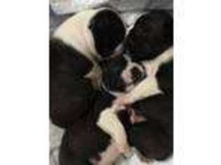 Boston Terrier Puppy for sale in Redmond, WA, USA