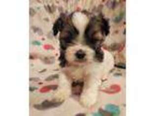 Mal-Shi Puppy for sale in Rockford, MI, USA
