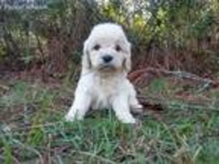 Cock-A-Poo Puppy for sale in Bunnell, FL, USA