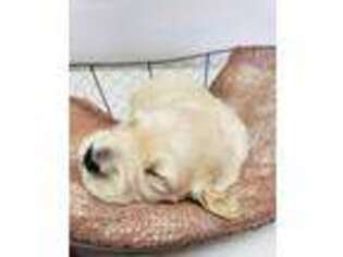 Golden Retriever Puppy for sale in Seymour, MO, USA
